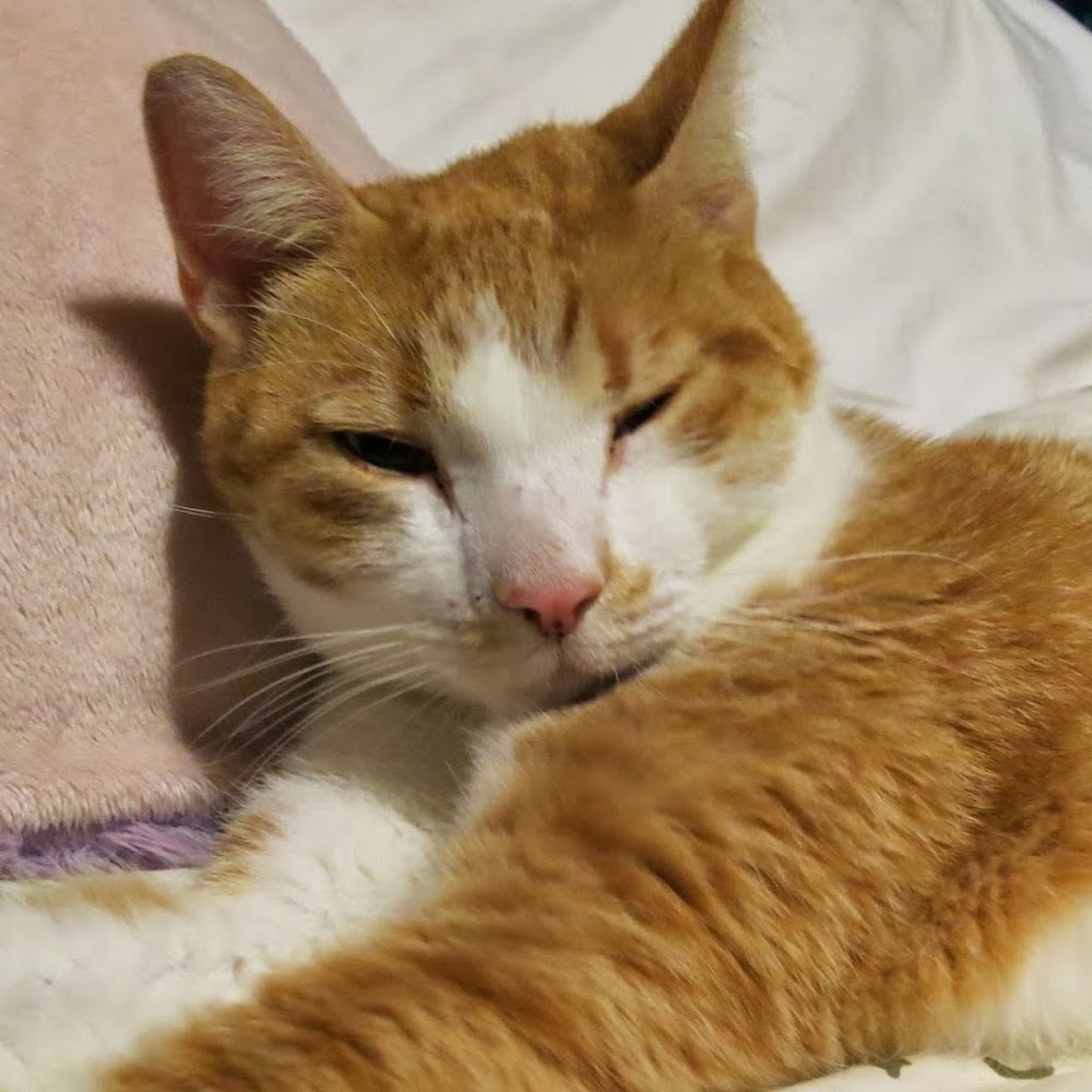 Meet your Posher, Chelsea